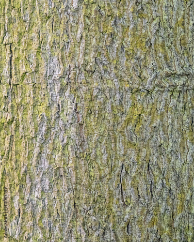 Obraz na plátně Natural Baikiaea Robynsii Tree Bark Texture Background
