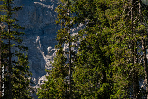 Dense evergreen pine tree forest against a steep rocky mountain cliff in Kandersteg Switzerland on a sunny summer day outdoors