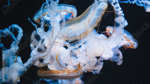 Konstfotografi Detailed close up of complex, translucent sea nettle jellyfish gracefully swimmi