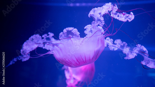 фотографія Horizontal close-up of a vibrant pink compass jellyfish floating with spread tentacles in deep blue neon water, beautiful underwater marine life concept