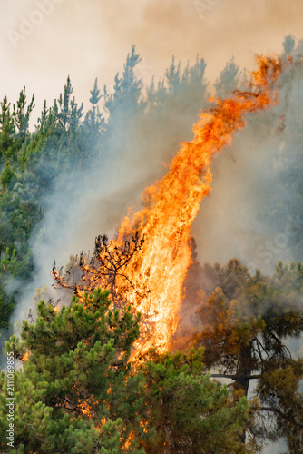 Canvastavla Forest fire consuming pine trees, sending large flames and thick smoke into the