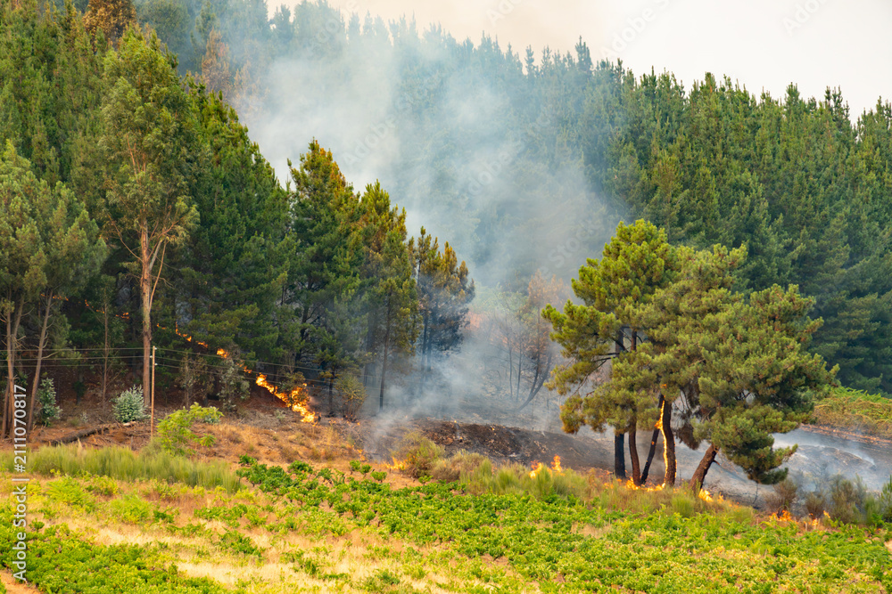 Obraz premium Wildfire burning along a dry forest edge, smoke rising as flames threaten a green vineyard. Natural disaster, drought