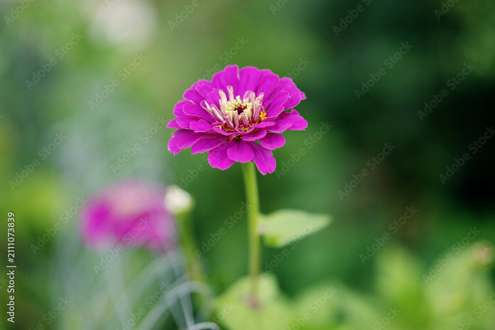 Fototapeta premium Purple zinnia flower blooming on stem in outdoor garden. Concept of floral background, outdoor plants, horticulture and botanical species.