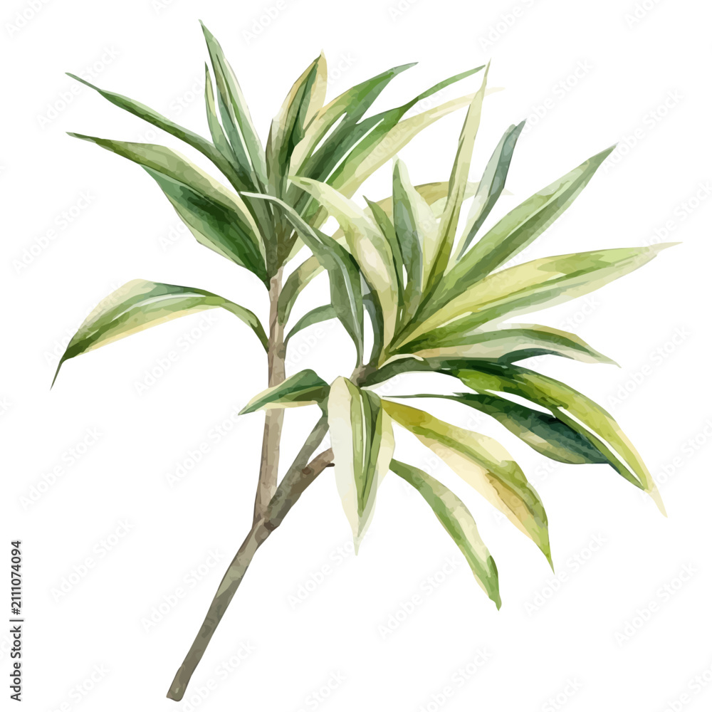 Fototapeta premium Dracaena Branch, lively watercolor vector drawing with intricate brush, isolated on a white background.