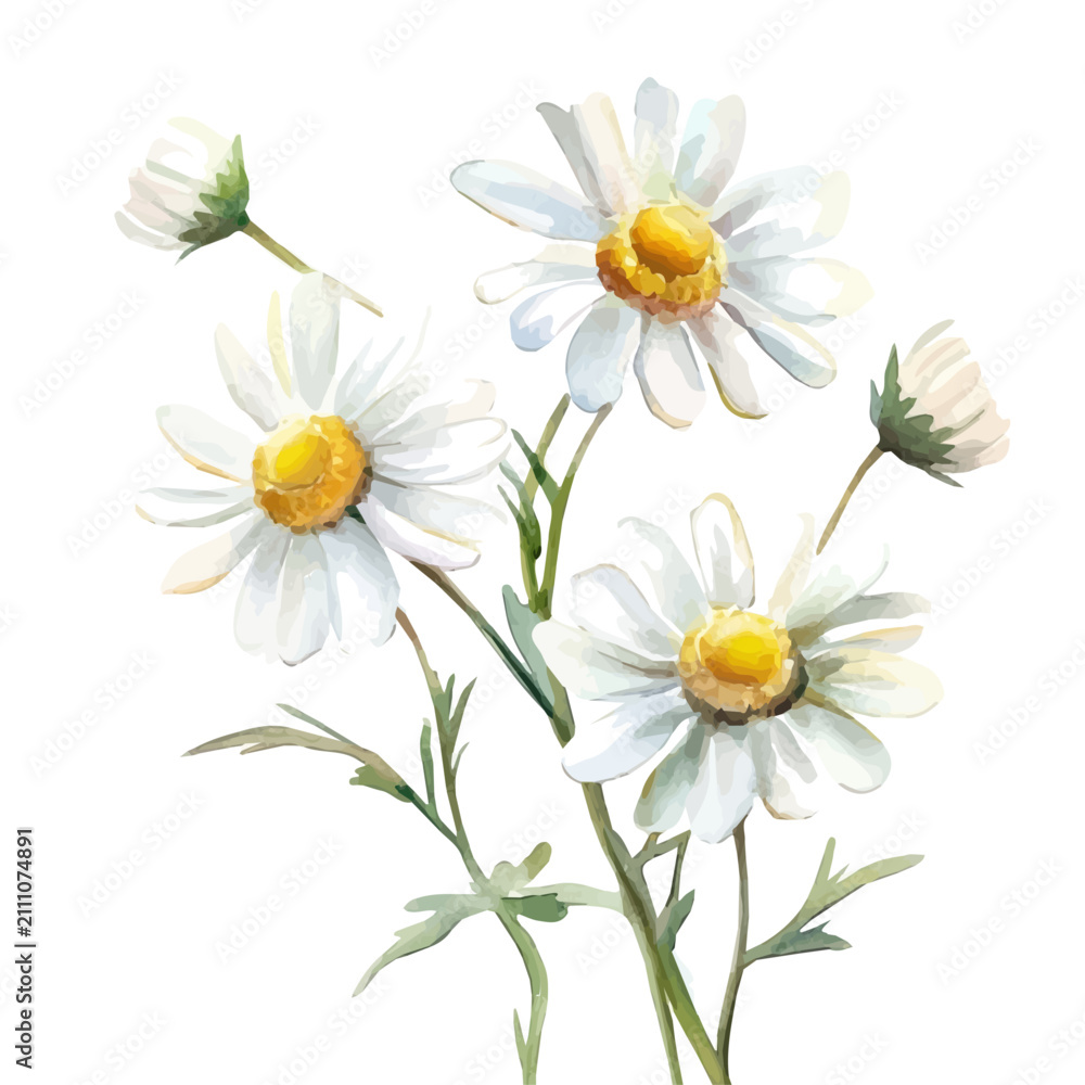 Obraz premium Dahlberg Daisy Branch, lively watercolor vector drawing with intricate brush, isolated on a white background.