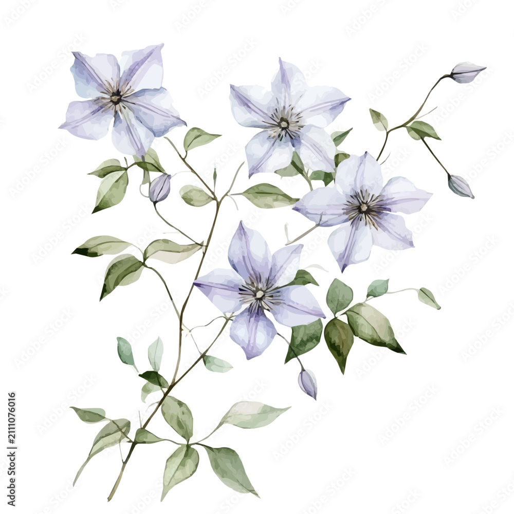 Obraz premium Clematis Branch, playful watercolor vector painting with subtle shadowing and soft gradients, isolated on a white background.