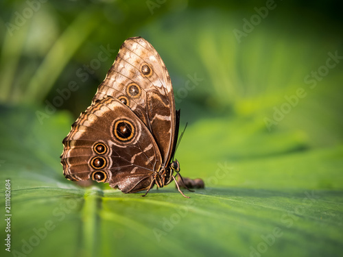 Blue morpho butterfly resting on green leaf