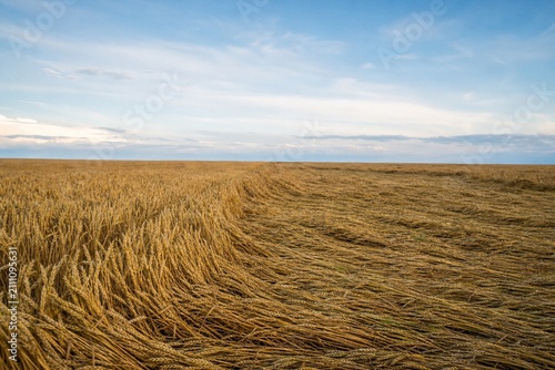 Severe Windstorm Flattening Mature Wheat Field Before Harvest Causing Agricultural Losses and Climate Risk