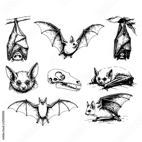 Hand Drawn Bat Sketch Collection