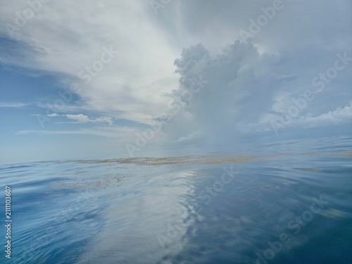 Konstfotografi Sea grass over the sea in Biscayne Bay
