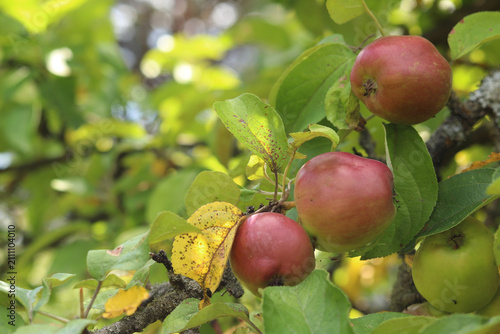 Canvastavla Red apples ripen on a tree branch in the garden in summer