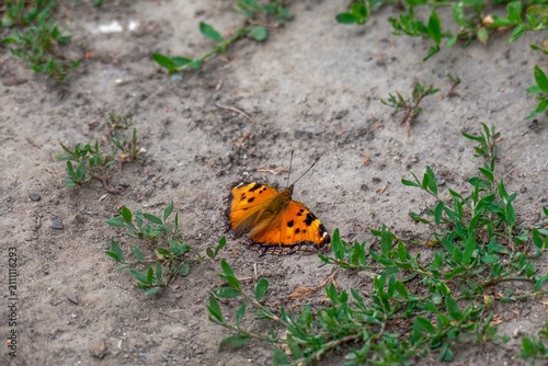 Fotografie Butterfly scarce tortoiseshell (Nymphalis xanthomelas) on the ground