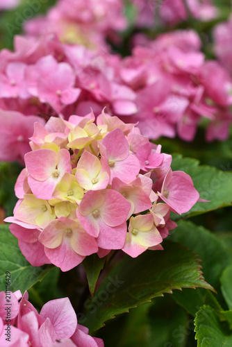 A pink hydrangea flower in full bloom