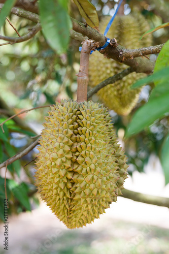 Fotografie Durian fruits growing on the trees vary in size; they are popularly cultivated in Thailand and exported worldwide