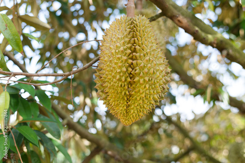 Fotografie Durian fruits growing on the trees vary in size; they are popularly cultivated in Thailand and exported worldwide
