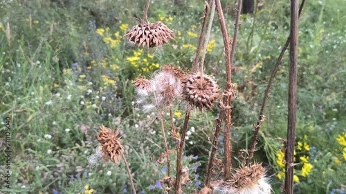Close-up of dried thistle seed heads with fluffy white seeds in a natural meadow. Detailed shots of mature plant pods releasing pappus in autumn.