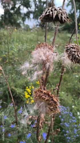 Close-up of dried thistle seed heads with fluffy white seeds in a natural meadow. Detailed shots of mature plant pods releasing pappus in autumn.