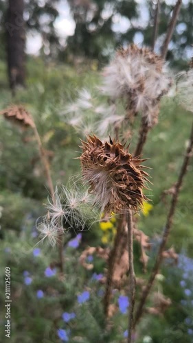 Close-up of dried thistle seed heads with fluffy white seeds in a natural meadow. Detailed shots of mature plant pods releasing pappus in autumn.