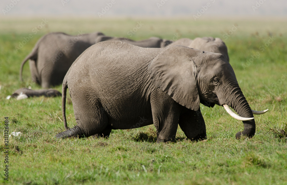 Obraz premium Elephant d'Afrique,