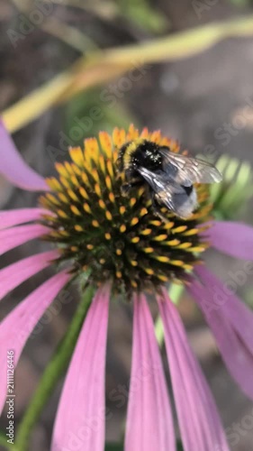 Macro clips of bees, including a bumblebee, covered in pollen, working on bright flowers: yellow sunflowers and purple coneflowers. Essential footage of pollination and biodiversity in action.