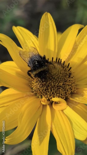 Macro clips of bees, including a bumblebee, covered in pollen, working on bright flowers: yellow sunflowers and purple coneflowers. Essential footage of pollination and biodiversity in action.