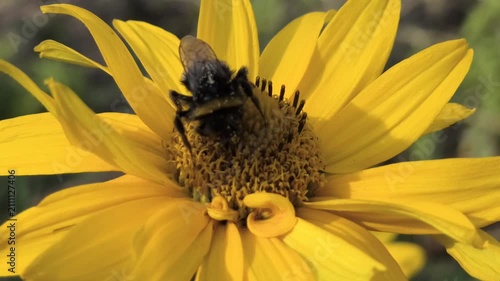 Macro clips of bees, including a bumblebee, covered in pollen, working on bright flowers: yellow sunflowers and purple coneflowers. Essential footage of pollination and biodiversity in action.