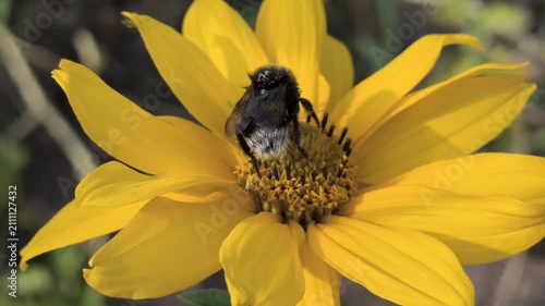 Macro clips of bees, including a bumblebee, covered in pollen, working on bright flowers: yellow sunflowers and purple coneflowers. Essential footage of pollination and biodiversity in action.