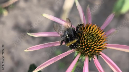 Macro clips of bees, including a bumblebee, covered in pollen, working on bright flowers: yellow sunflowers and purple coneflowers. Essential footage of pollination and biodiversity in action.