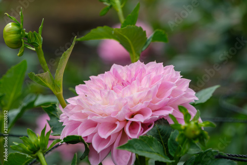 Close-up of elegant pink dahlia flower blooming with green leaves and buds background in autumn