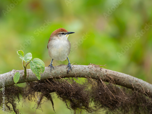 Curutie colorado ave de humedal