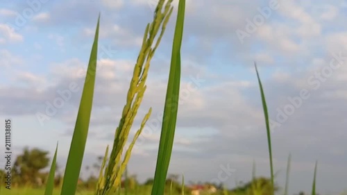 Low Angle Close Up of Ripening Rice Panicle Against Blue Sky