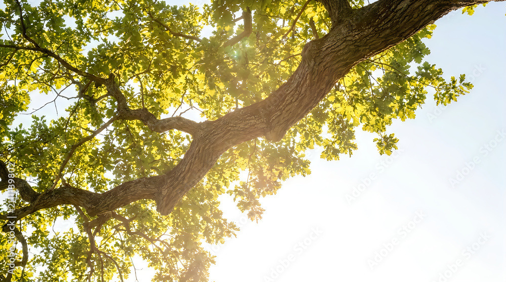 Fototapeta premium Golden sunlight shining through green leaves of majestic oak tree canopy with sunlight