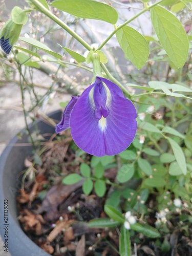 Quadro su tela Blue Butterfly Pea Flower Blooming on the Vine in a Tropical Garden