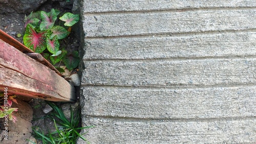 Concrete Walkway Texture with Garden Border