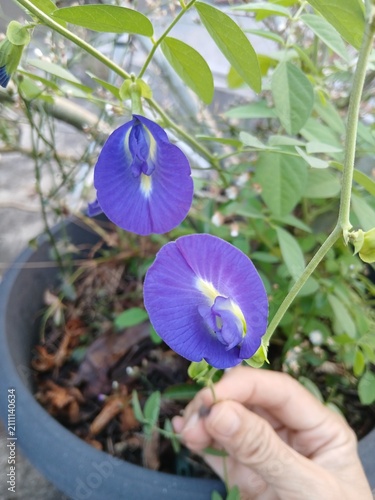 Cuadro en lienzo Blue Butterfly Pea Flower Blooming on the Vine in a Tropical Garden