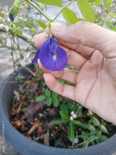 Cuadro en lienzo Blue Butterfly Pea Flower Blooming on the Vine in a Tropical Garden