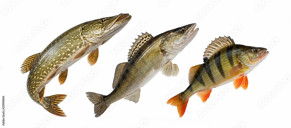 Obraz premium Set of three predatory freshwater fish: Northern Pike, Zander, and European Perch isolated on white background
