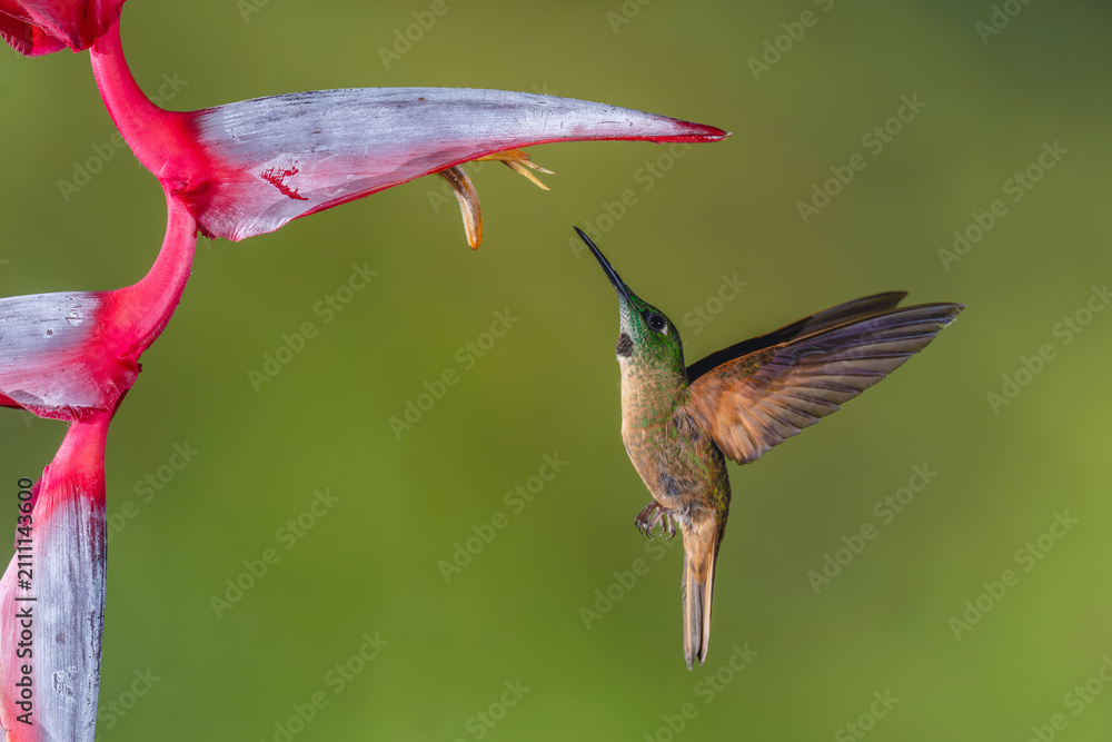 Fototapeta premium Fawn-breasted brilliant flies up below heliconia flower