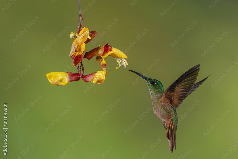 Fototapeta premium Fawn-breasted brilliant flies up towards Mysore trumpetvine