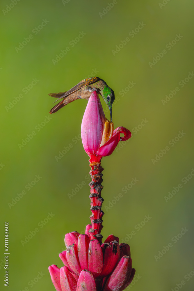 Fototapeta premium Fawn-breasted brilliant drinks leaning over banana flower