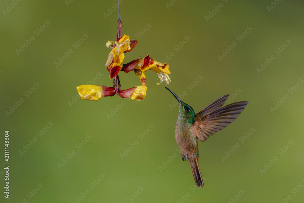 Fototapeta premium Fawn-breasted brilliant flies up to Mysore trumpetvine