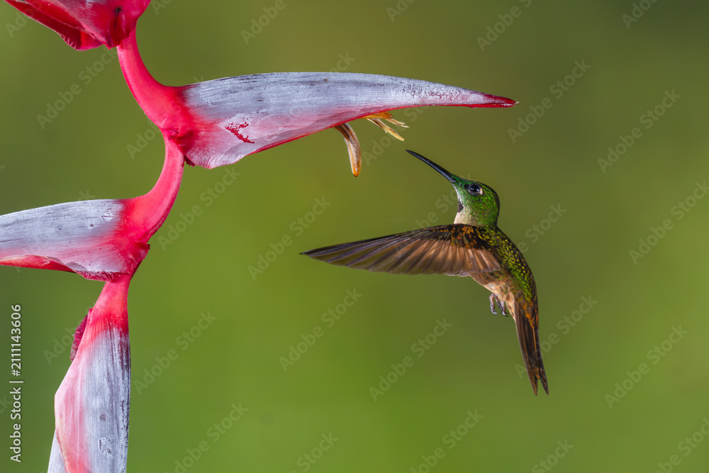Fototapeta premium Fawn-breasted brilliant flies up underneath heliconia flower