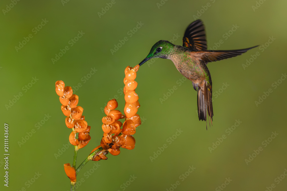 Fototapeta premium Fawn-breasted brilliant flutters drinking from orange flower