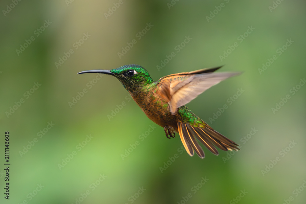 Fototapeta premium Fawn-breasted brilliant flying against green bokeh background