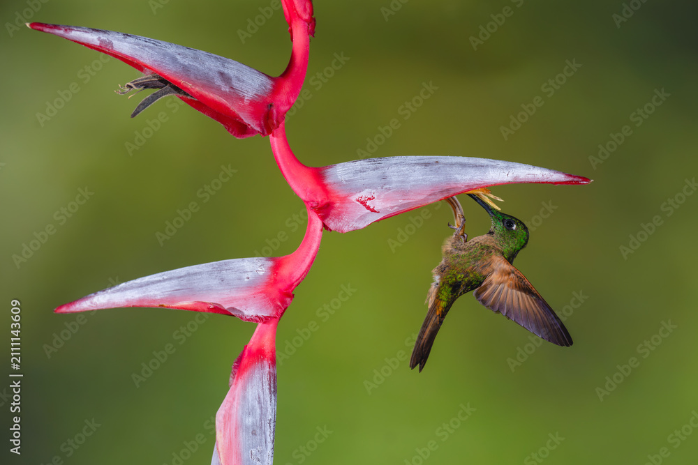 Fototapeta premium Fawn-breasted brilliant hangs from heliconia flower drinking