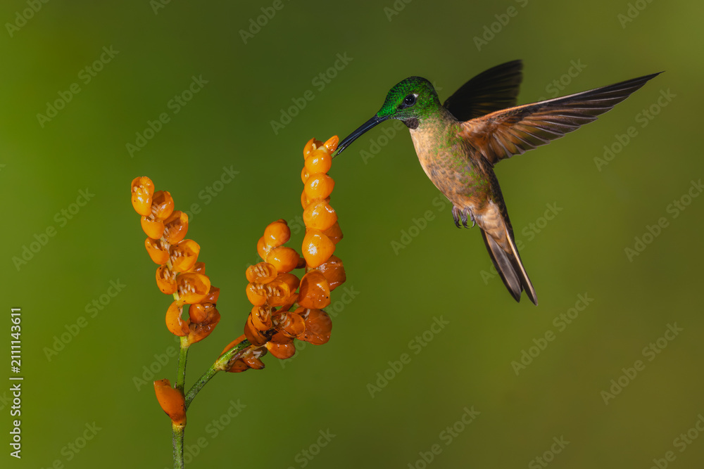 Fototapeta premium Fawn-breasted brilliant flutters feeding from orange flower
