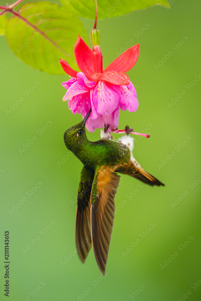 Fototapeta premium Fawn-breasted brilliant hangs drinking from purple flower