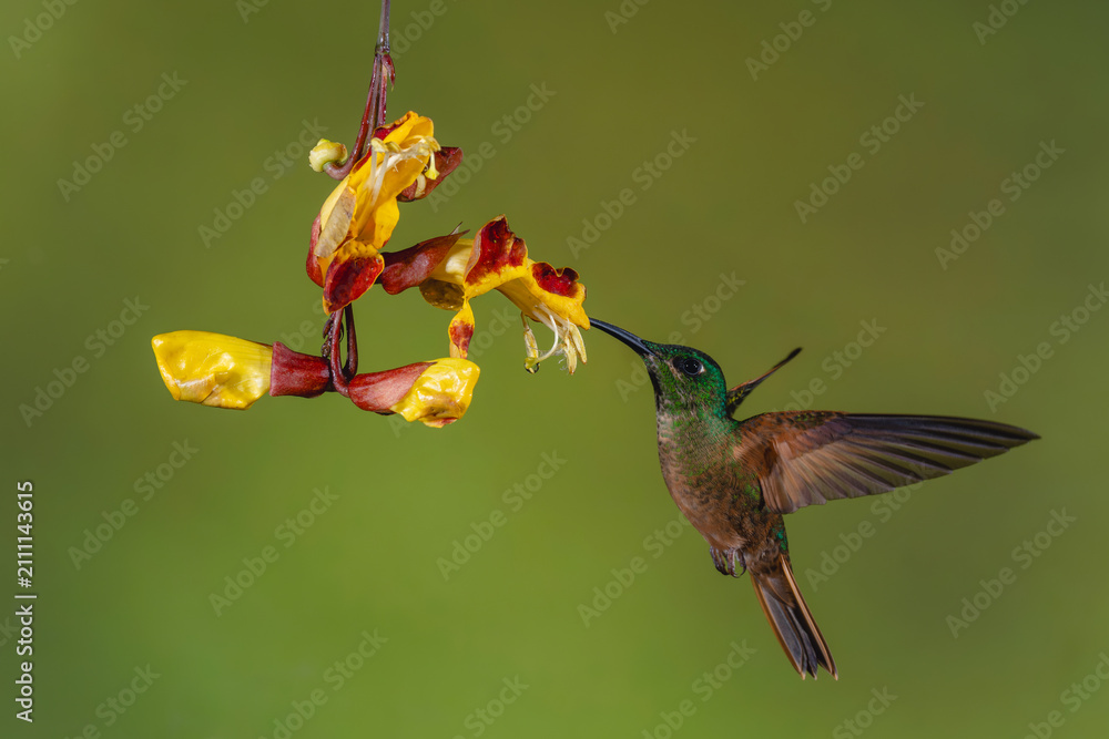Fototapeta premium Fawn-breasted brilliant hovers drinking from Mysore trumpetvine