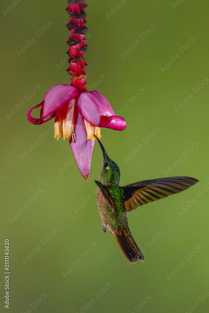 Fototapeta premium Fawn-breasted brilliant hovers drinking from banana flower