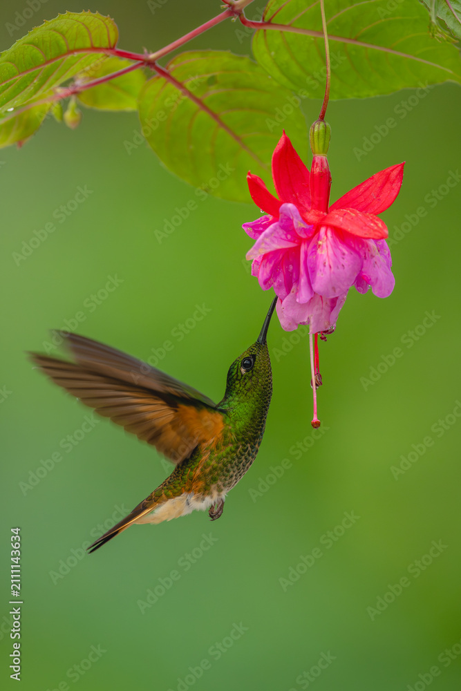 Fototapeta premium Fawn-breasted brilliant hovers drinking from purple flower